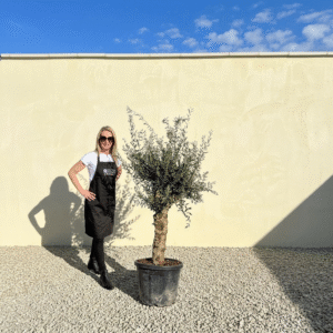 Mediano Tuscan Olive Tree A506