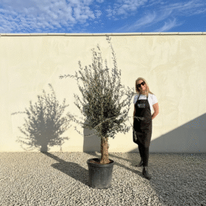 Mediano Tuscan Olive Tree A507