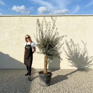 Mediano Tuscan Olive Tree A510