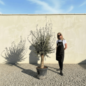 Mediano Tuscan Olive Tree A512