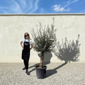 Mediano Tuscan Olive Tree A514