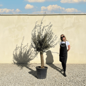 Mediano Tuscan Olive Tree A515