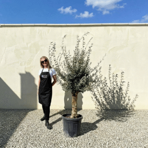 Mediano Tuscan Olive Tree A516