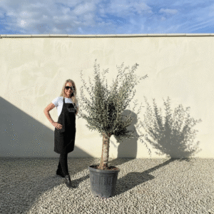 Mediano Tuscan Olive Tree A519