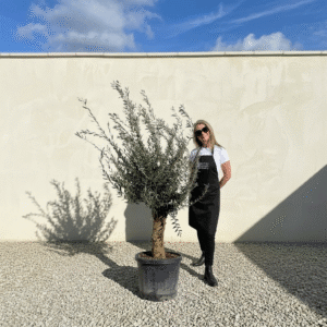 Mediano Tuscan Olive Tree A522