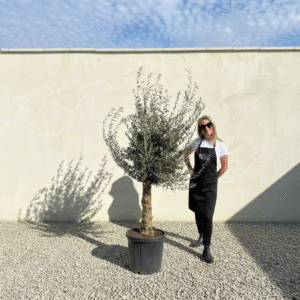 Mediano Tuscan Olive Tree A523
