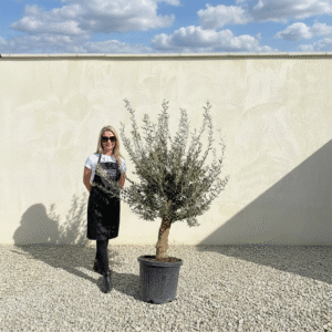 Mediano Tuscan Olive Tree A525
