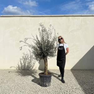 Mediano Tuscan Olive Tree A527