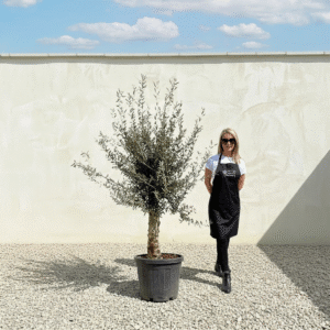Mediano Tuscan Olive Tree A541