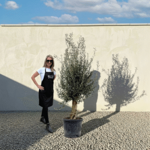 Mediano Tuscan Olive Tree A546
