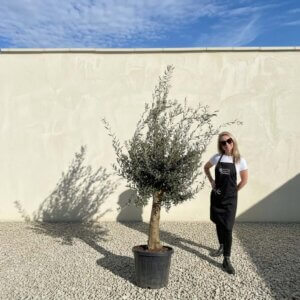 Mediano Tuscan Olive Tree A550