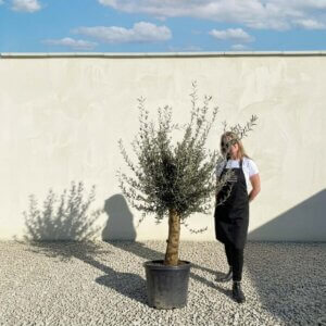 Mediano Tuscan Olive Tree A595