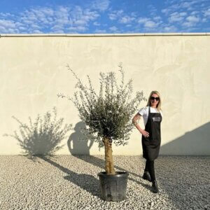 Mediano Tuscan Olive Tree A609