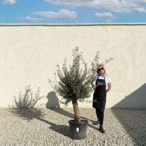 Mediano Tuscan Olive Tree A611