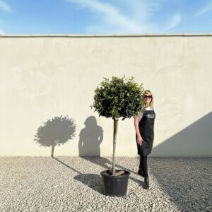 Bay Tree Standard 1.90M - Laurus Nobilis (Crown 80 - 90cm)
