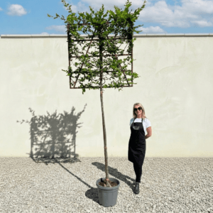 Pleached Tree Carpinus Betulus (Hornbeam) Girth 10-12cm (Frame 120x120)