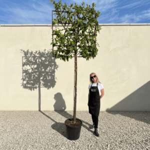 Pleached Tree Cherry Laurel - Prunus Laurocerasus Novita Girth 10-12cm (Frame 120x120)