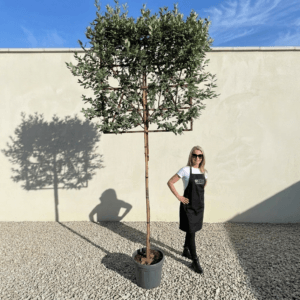 Pleached Tree Elaeagnus Ebbingi Girth 10-12cm (Frame 120x120)