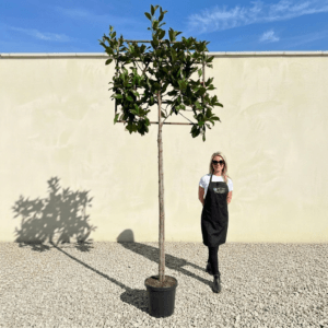 Pleached Tree Magnolia Glandiflora Girth 10-12cm (Frame 120x120)
