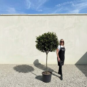 Prunus Caroliniana Standard Tree 2M