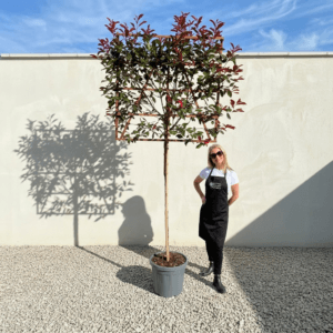 Pleached Tree Red Robin (Photinia) Stem: 1.50M Girth 8-10cm (Frame 120x120)