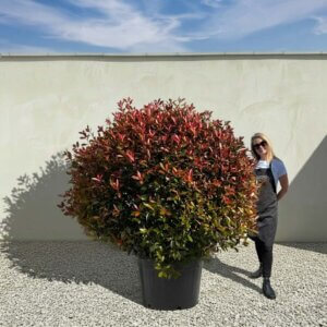 Photinia Red Robin Ball / Globe XXL