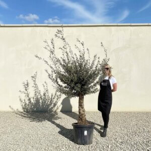 Mediano Tuscan Olive Tree A551