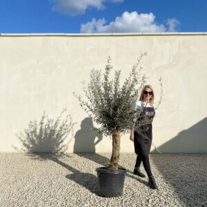 Mediano Tuscan Olive Tree A555
