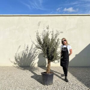 Mediano Tuscan Olive Tree A560