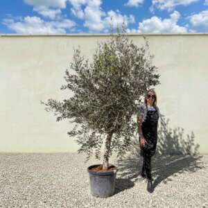 A370 Tuscan Olive Tree (Supremo)