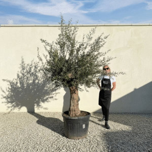 Multistem Olive Tree XL A622 (Arcadia)