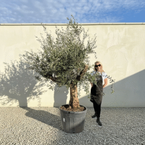 Multistem Olive Tree XL A627 (Arcadia)