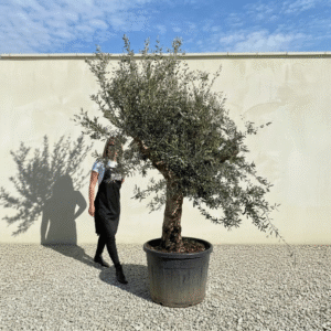 Multistem Olive Tree XL A631 (Arcadia)