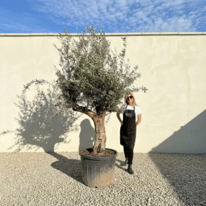 Multistem Olive Tree XL A633 (Arcadia)