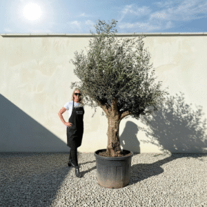 Multistem Olive Tree XL A638 (Arcadia)