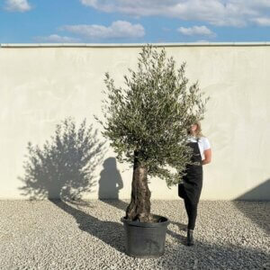 A640 Gnarled Olive Tree (Piccolo)