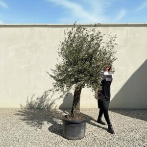 A644 Gnarled Olive Tree (Piccolo)