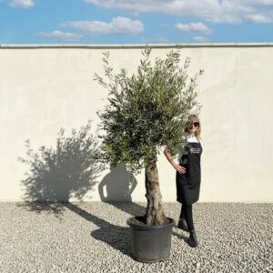 A645 Gnarled Olive Tree (Piccolo)