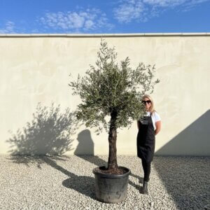 A654 Gnarled Olive Tree (Piccolo)