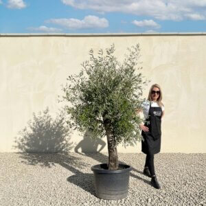 A658 Gnarled Olive Tree (Piccolo)