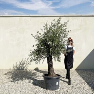 A659 Gnarled Olive Tree (Piccolo)
