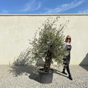 A660 Gnarled Olive Tree (Piccolo)