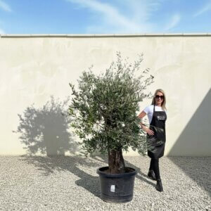 A661 Gnarled Olive Tree (Piccolo)