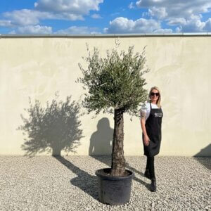 A662 Gnarled Olive Tree (Piccolo)