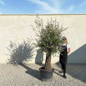 A663 Gnarled Olive Tree (Piccolo)