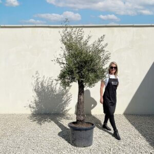 A668 Gnarled Olive Tree (Piccolo)
