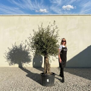 A670 Gnarled Olive Tree (Piccolo)
