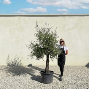 A672 Gnarled Olive Tree (Piccolo)