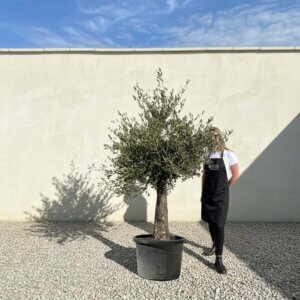 A673 Gnarled Olive Tree (Piccolo)