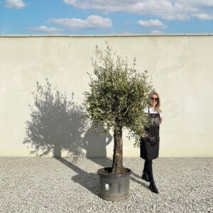 A674 Gnarled Olive Tree (Piccolo)